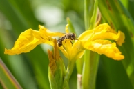 Biene-Sumpfschwertlillie-900x600