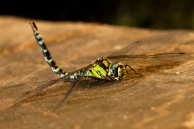 wunderschöne-libelle-von-vorne-seite-900x600