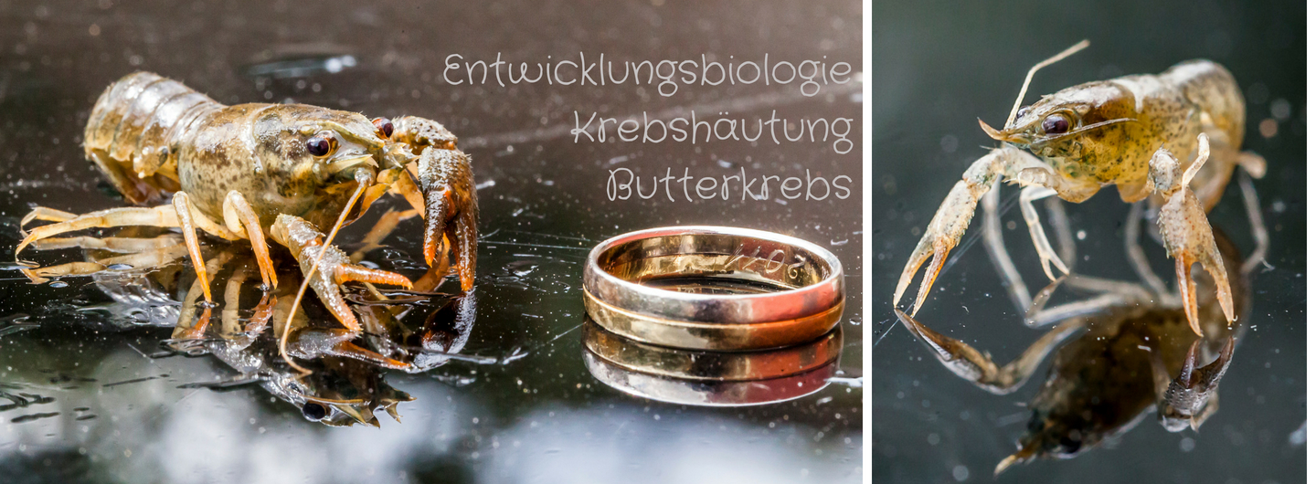 Entwicklungsbiologie, Butterkrebs, Krebshäutung, Flusskrebs