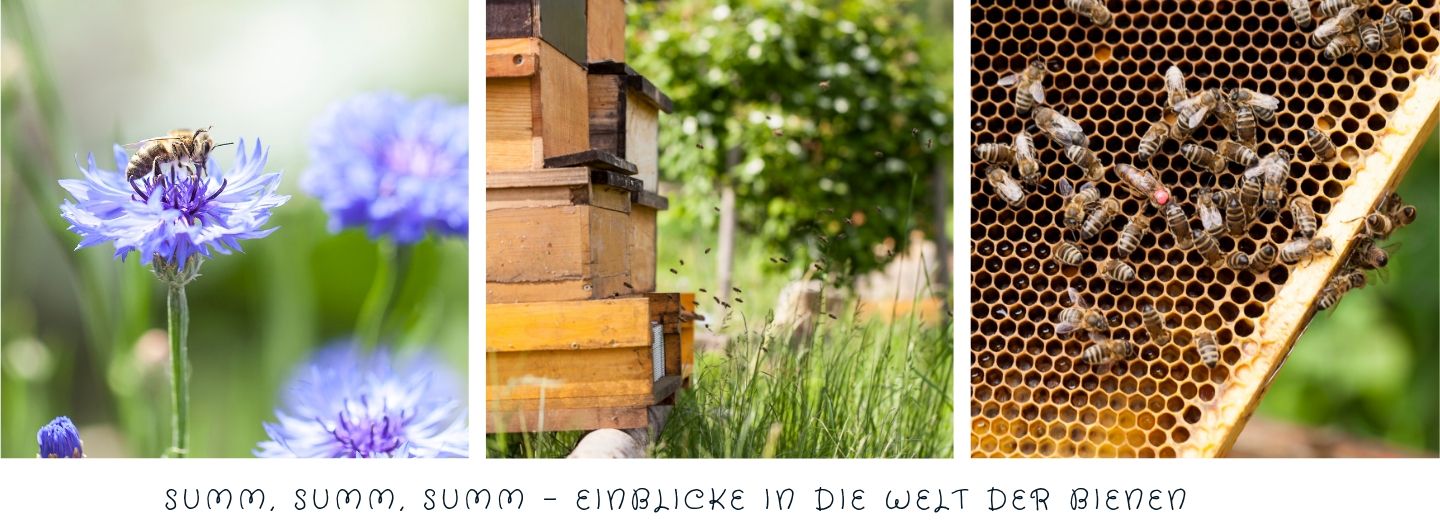 Summ, summ, summ, Einblicke in die Welt der Bienen