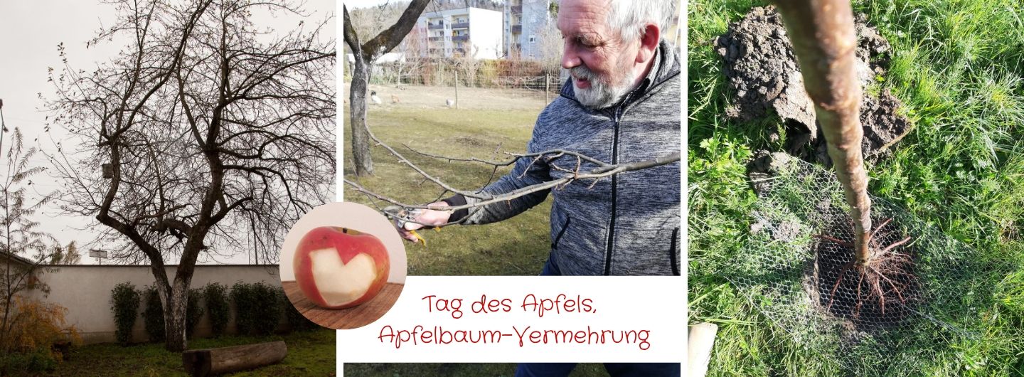 Tag des Apfels, Apfelbaum Vermehrung, Apfelbaumplfanzen