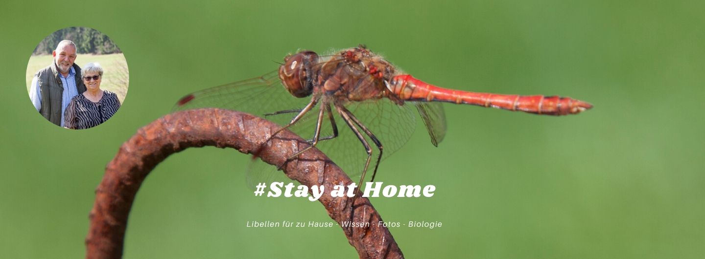 Libellen für zu Hause - Wissen - Fotos - Biologie