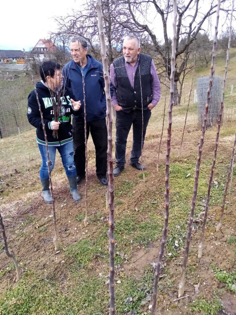 Sämlinge am Feld