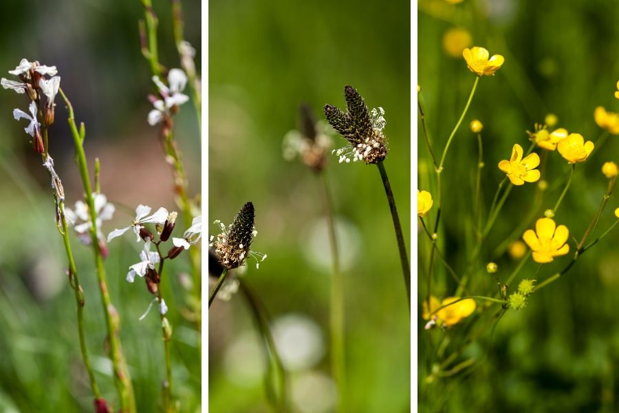 Wiesenschaumkraut-Spitzwegerich-SchaferHanenfuss