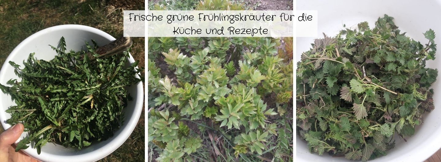 Frische grüne Frühlingskräuter für die Küche und Rezepte