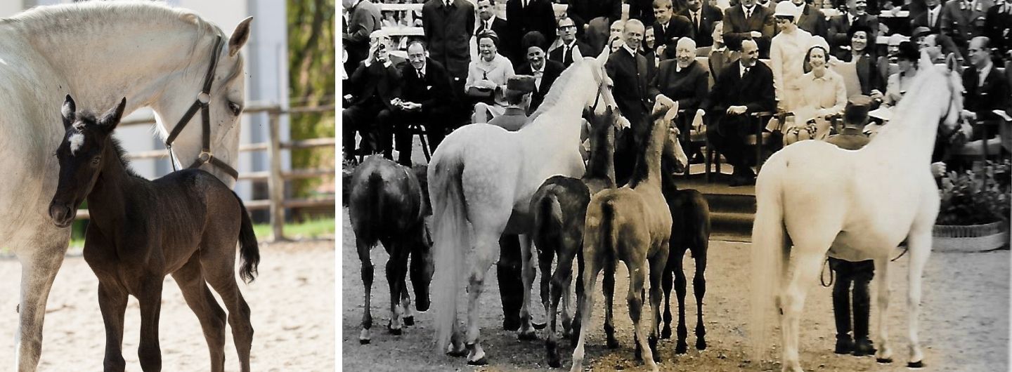 Queen Elisabeth beim Staatsbesuch 1969 in Piber