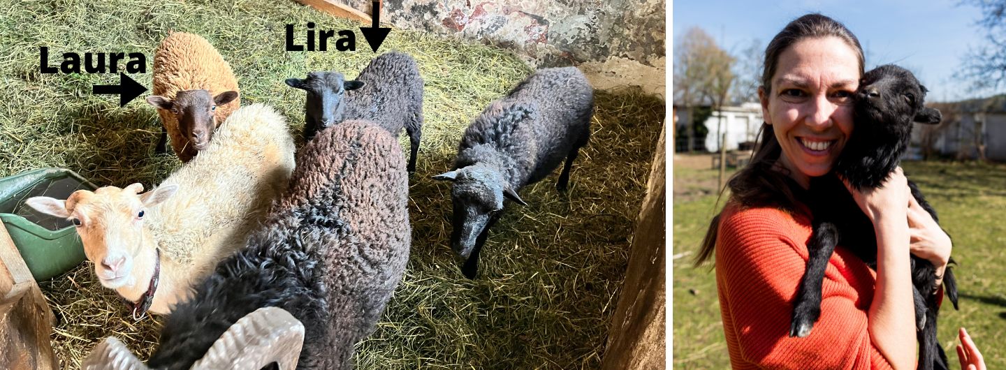 2 weibliche Mini-Schafe aus dem Jahrgang 2022 suchen ein neues zu Hause