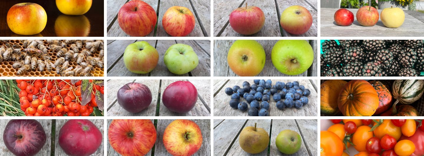 bunte Herbst Vielfalt - Obst und Gemüse aus dem Garten und der Streuobstwiese