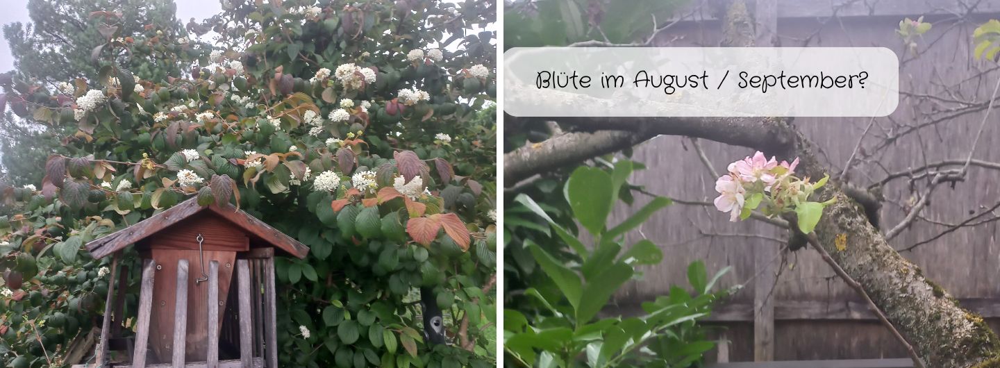 Blüte vom Apfelbaum im September